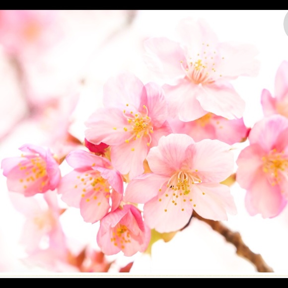 Nasty Gal - Fairy Lace Top - Picture 4 of 4